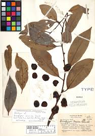 Image result for Diospyros sp. no. 1 sensu FZ