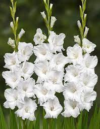 Gladiolus Casablanca Gladiolus Flower Bulb Flowers Gladiolus