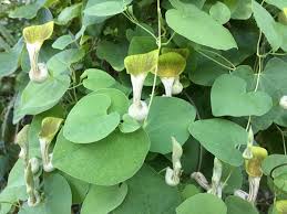 Image result for Aristolochia albida