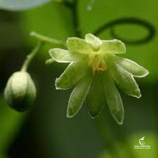 Image result for Adenia gummifera