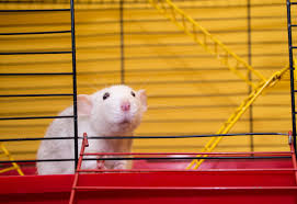 How often do rats have babies? The History Of The Lab Rat Is Full Of Scientific Triumphs And Ethical Quandaries Science Smithsonian Magazine