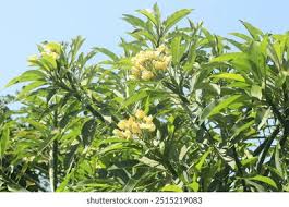 Image result for Solanecio mannii