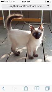 No matter what some people might claim, no cat can really be classed as hypoallergenic. Are Siamese Cat Hypoallergenic British Shorthair