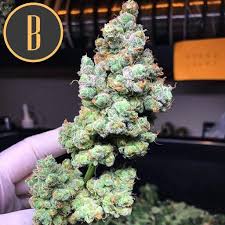 Gelato glue which also goes by gorilla gelato glue, is an indica cannabis strain that's considered potent by today's standards with an average thc level of 28%. Gorilla Glue 4 Cannabis Seeds For Sale By Blimburn