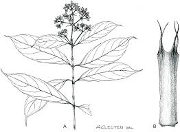 Image result for Gaertnera