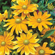 Same day flower delivery buntingford royston baldock puckeridge melbourn. Daisies For Sale At Spring Hill Nurseries
