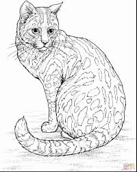 Cat coloring pages for adults features: Wild Cats Coloring Pages Coloring Home