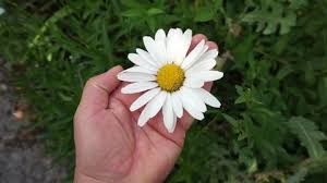 Thats Very Beautiful Flower Stock Photo 2300975219