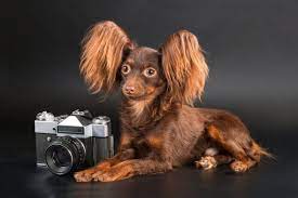 Russian Toy Terrier Russian Toy Terrier Russian Toys Dog Breeds List