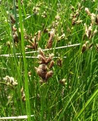 Image result for Paspalum plicatulum