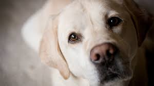 Learn about 2804 (xtks) with our data and independent analysis including price, star rating, valuation, dividends, and financials. How Dogs Stole Our Hearts Science Aaas