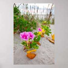 Image result for Ipomoea stolonifera