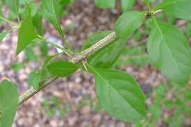 Duranta erecta is a usually thorny, evergreen shrub or small tree, sometimes with a weeping habit; Duranta Erecta