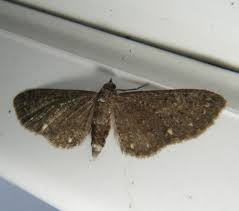 Image result for Eupithecia tripunctaria