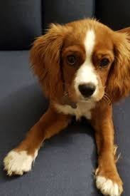 We did not find results for: Pin On Cockerspaniel