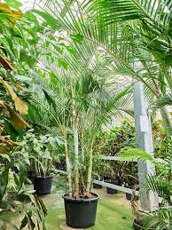 Image result for Dypsis lutescens