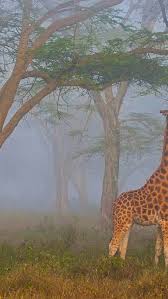 The neck of a giraffe can extend almost 7 feet. Bing Hd Wallpaper Jun 21 2021 The Tallest Animal In The World On The Longest Day Of The Year Bing Wallpaper Gallery