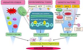 A condition sometimes observed in parkinsonism, superficially resembling akinetic mutism or coma vigil, the patient lying stiff and motionless, and. Anxiety An Ignored Aspect Of Parkinson S Disease Lacking Attention Sciencedirect