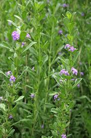 Image result for Freylinia