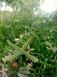 Image result for Dactyloctenium aegyptium