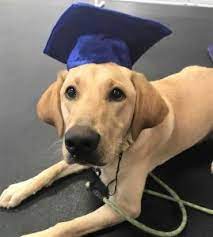 Petco dog training class overview. Dog Obedience Training For Every Breed Size Or Age Wags Wiggles