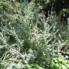 Image result for Polygala filicaulis