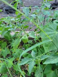 Image result for Physalis lagascae