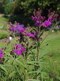 Image result for Vernonia glabra