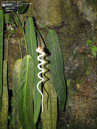 Plantfiles Pictures Anthurium Species Anthurium Wendlingeri By Calif Sue Anthurium Plant Anthurium Big Indoor Plants