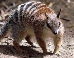 Animal And Name Picture Endangered Species Endangered Species Australia Animals Australian Animals Rare Animals