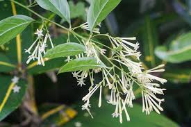 Image result for Cestrum nocturnum