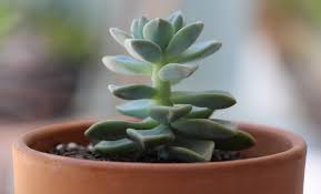 Etiolated Succulent Growing Tall Stretched The Succulent Eclectic