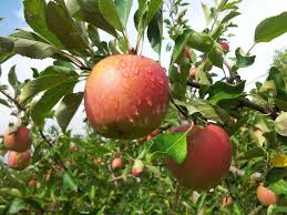 Fruits Et Legumes Chambres D Agriculture Provence Alpes Cote D Azur