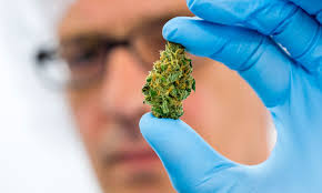 Bredt utvalg av cbd oljer og helseprodukter til salgs. Cannabis Er Ikke Medisinsk Risikabelt Fagbladet Journalen