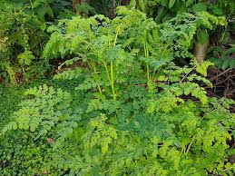 Dibalik popularitasnya, daun kelor memiliki manfaat yang mungkin belum diketahui orang banyak. File Kalamunggay Moringa Oleifera Philippines Jpg Wikimedia Commons