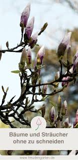 Baume Ohne Schneiden Straucher Garten Baume Garten Und Pflanzen