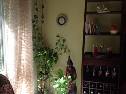 My Money Plants Indian Decor Plant Decor Decor