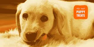 I had a puppy get parvo once, right in the middle of the parvo vaccine series. 10 Best Treats For Puppies Best Smaller Treats For Training Young Pups