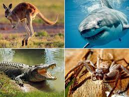 Dec 21, 2014 · the real top ten dangerous animals in australia 10. Australia S Deadliest Animal Revealed And It Will Surprise You Mirror Online