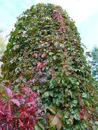 Virginia creeper (parthenocissus quinquefolia) description: Parthenocissus Quinquefolia Virginia Creeper Virginia Creeper Woodbine North Carolina Extension Gardener Plant Toolbox