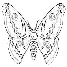 Disegni Di Insetti Da Colorare Per Tutto Farfalle Da Colorare E Stampare Disegni Da Colorare Disegni Colori