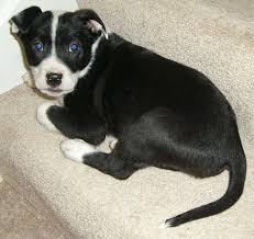 Most pitsky puppies will grow up to be rather large dogs. Pitsky Dog Breed Pictures 1