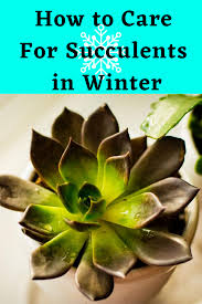 Sexual production and asexual production. How To Care For Succulents In Winter Succulent Care Succulents Succulent Gardening