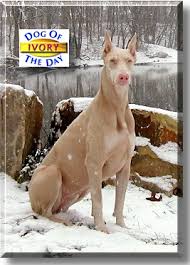 The White Doberman