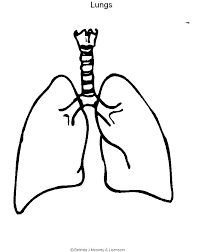 Kids are not exactly the same on the outside, but on the inside kids are a lot alike. Lungs Coloring Pages Coloring Home