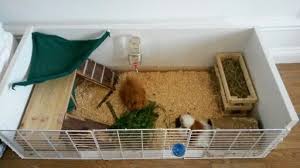 Pin On Pets