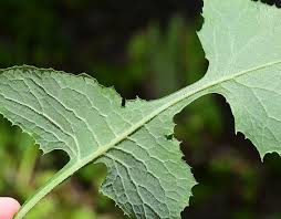 Image result for Lactuca glandulifera
