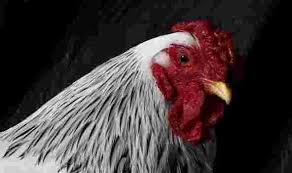 بالصور اكبر ديك في العالم outdoor gardens world animals