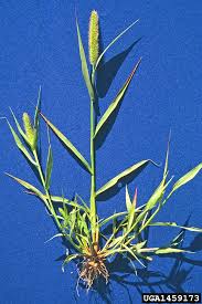 Image result for Setaria