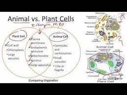 Animal cells the ecm of animal cells is quite different from that of plant cells and varies in structure depending on cell type. 2 1 7 Animal Vs Plant Cells Plant And Animal Cells Animal Cell Plant Cell